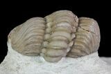 Bargain, Enrolled Lochovella (Reedops) Trilobite - Oklahoma #68618-3